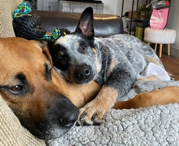 4. "Бумер провел 2 дня в разлуке со своим большим другом. По нему видно, как он скучал".