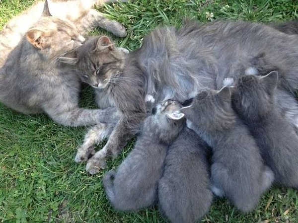 8. "Эти 2 кошки - обе мамы, родившие котят в одно и то же время. Они кормят всех малышей по очереди, давая друг другу отдохнуть".