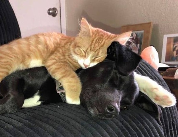 10. "Моя сестра недавно взяла из приюта кота. Новый питомец отлично сдружился с ее собакой".