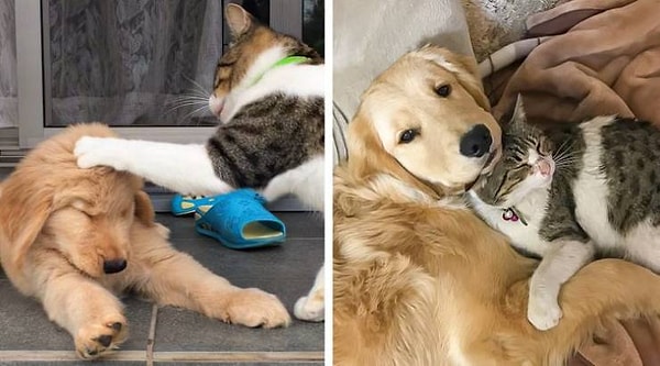 14. "Они дерутся, а потом обнимаются - прямо как настоящие братья".