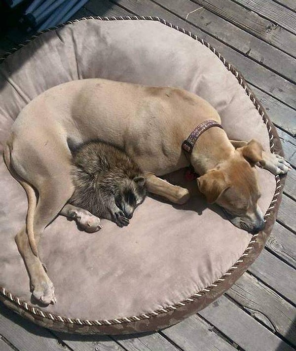 15. "Моя собака решила усыновить брошенного детеныша енота".