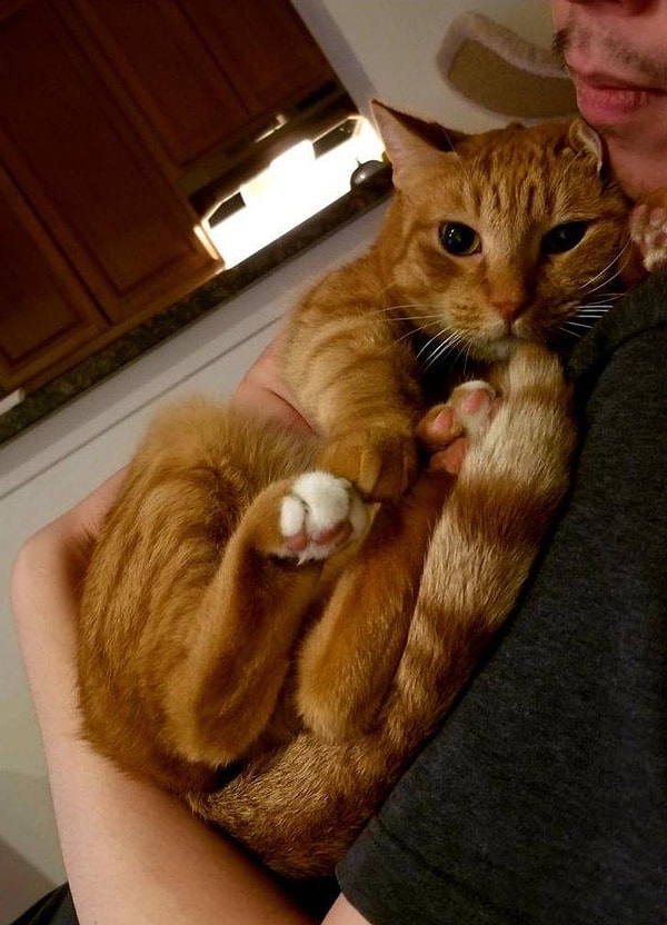 16. "Каждый вечер она мяукает, пока я не прижму ее к себе вот так".