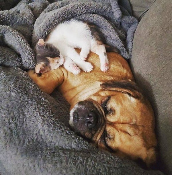 17. "Мой пес чувствовал себя ужасно одиноким, так как я очень много работал в последнее время, и поэтому я решил взять ему котенка. И ни на секунду не пожалел об этом!"