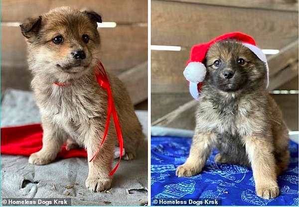 В конце концов, всех щенков поймали и отправили в теплый приют в Красноярске, где им оказали первую помощь и накормили, сообщает The Siberian Times.