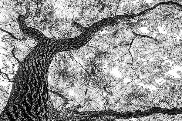 13. Siyah & Beyaz kategorisi ikincisi: 'Siyah Ceviz Ağacı' - Franka Slothouber