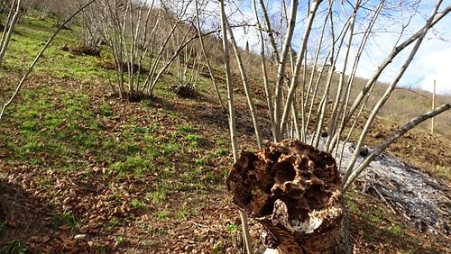 'Drakula' böceğinin tehdit ettiği ağaçlar yakılıyor: 7 mahalle karantinada