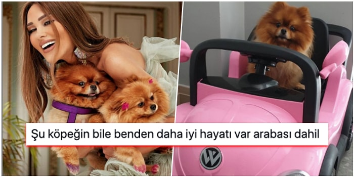 Köpeği Noynoy'a Pahalı Bir Akülü Araba Alan Seren Serengil'e Gelen Birbirinden Komik Tepkiler