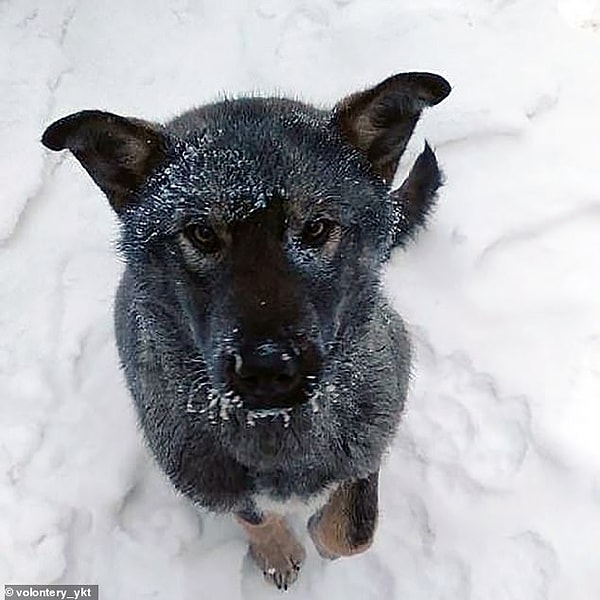 Однако тяжелее всего в таких погодных условиях приходится бездомным собакам и кошкам.