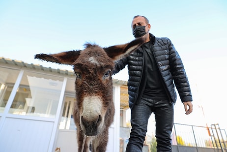 İşkenceye Maruz Kalan Eşek Barınağa Alındı, İlk Ziyaretçisi Haluk Levent Oldu: 'Hayvan Hakları Yasası Bir An Önce Çıkmalı'