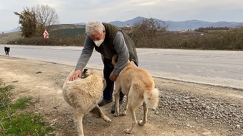 Kendini Sokak Hayvanlarına Adadı, 71 Yaşında Veterinerlik Okudu