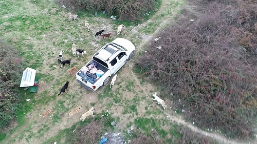 Kendini Sokak Hayvanlarına Adadı, 71 Yaşında Veterinerlik Okudu