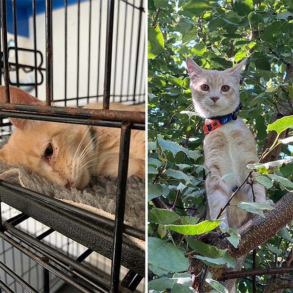 2. Рискнул и решил реабилитировать этого мальчика, вместо того, чтобы позволить его усыпить. Одно из лучших решений в моей жизни