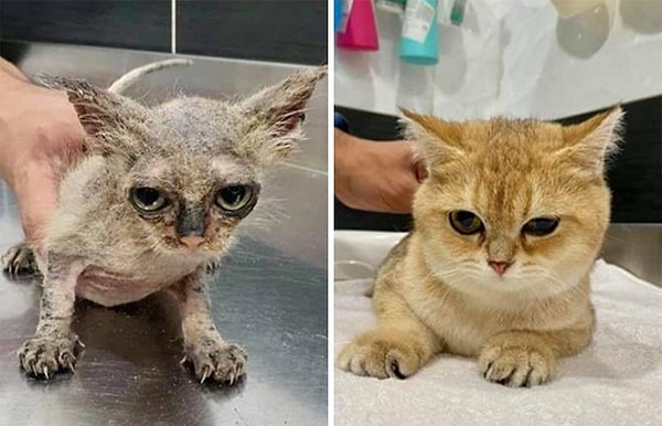 8. Местный ветеринар вылечил этого спасенного беспризорника от тяжелого грибка / стригущего лишая несколько месяцев назад. Посмотрите на него сейчас!