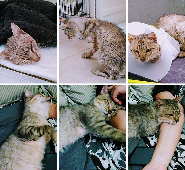 11. Два месяца назад я нашла его искалеченным, вероятно, на него наехала машина и почти мертвым из-за обезвоживания. Ветеринарам пришлось ампутировать ему одну из передних ног и хвост. Сегодня мы наконец сняли конус!