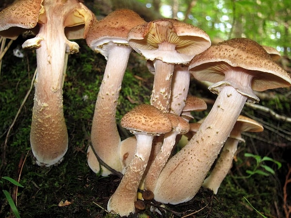4. Самый большой живой организм в мире - это разновидность гриба Armillaria ostoyae, обнаруженная в американском штате Орегон.