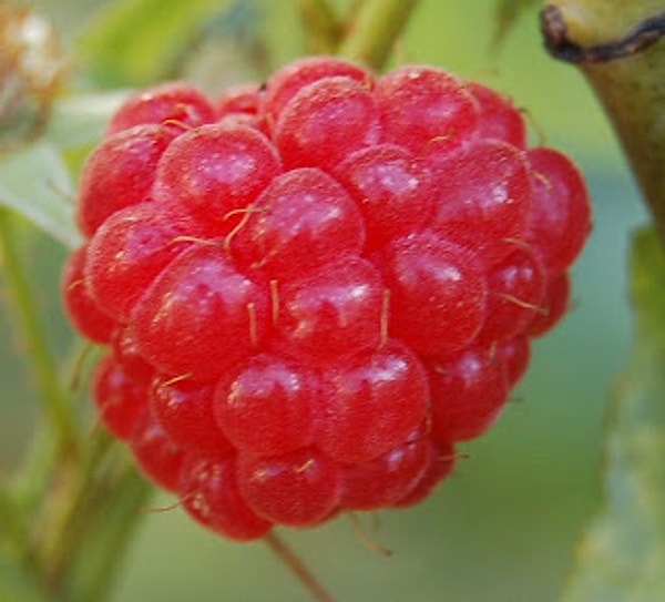 1. Химический компонент, придающий малине ее аромат, можно найти во вселенной. Это значит, если бы мы могли попробовать на вкус вселенную, у нее был бы вкус малины.