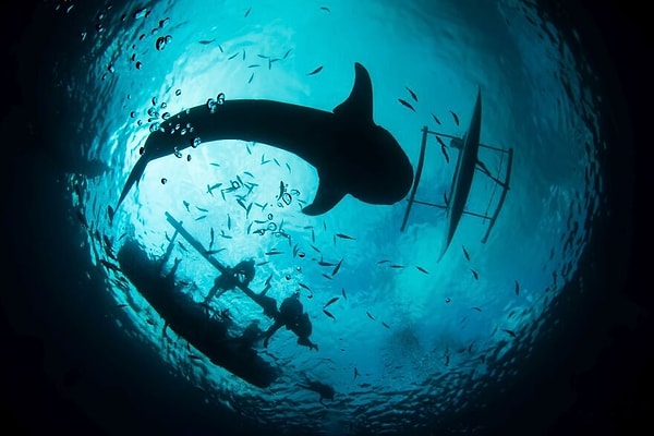 15. "Гигант моря"