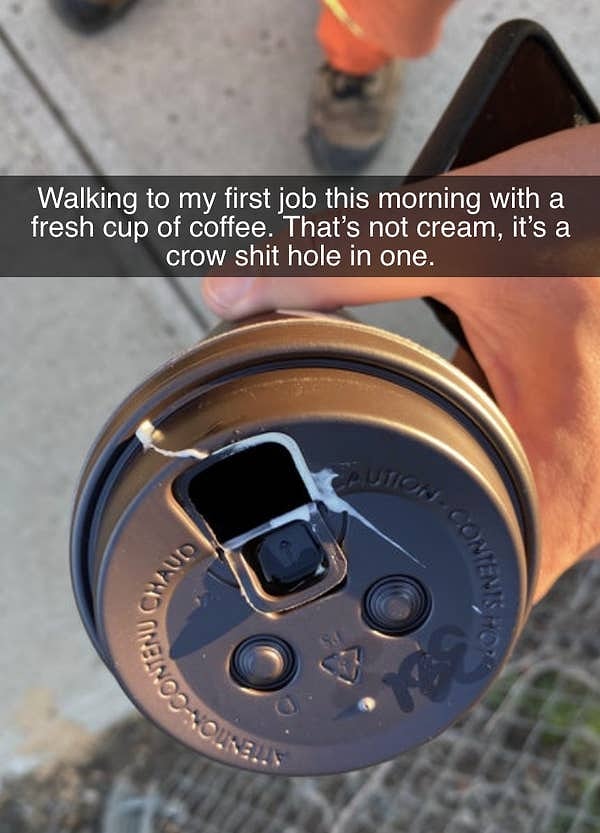 6. "Иду утром на свою первую работу с кофе в руках.Это не сливки. Это ворона накакала прямо в отверстие стакана"
