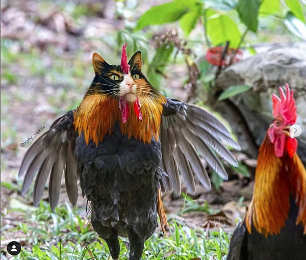 3. Гордый котопетух