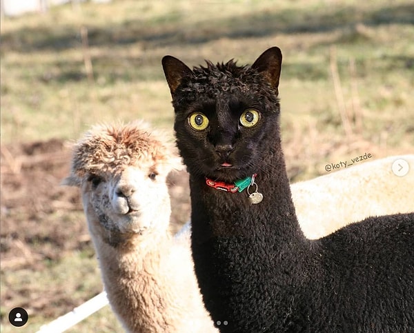 4. Трогательная котолама