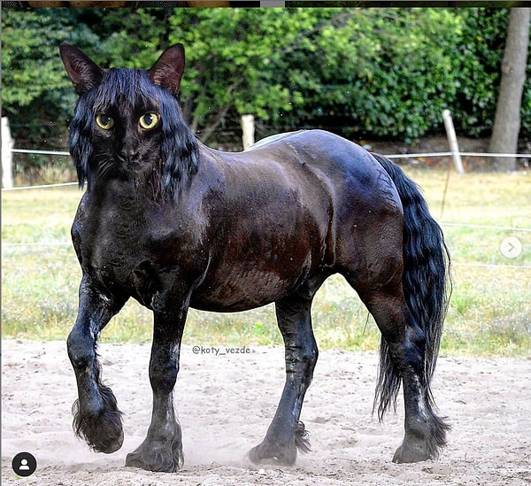 7. Мускулистый котоконь