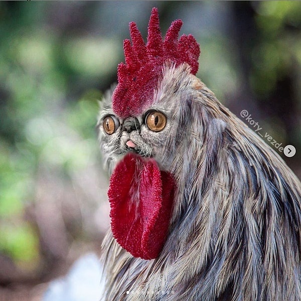 10. Еще один красавец-котопетух