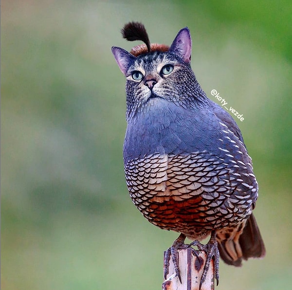 14. Цветастый котоптиц