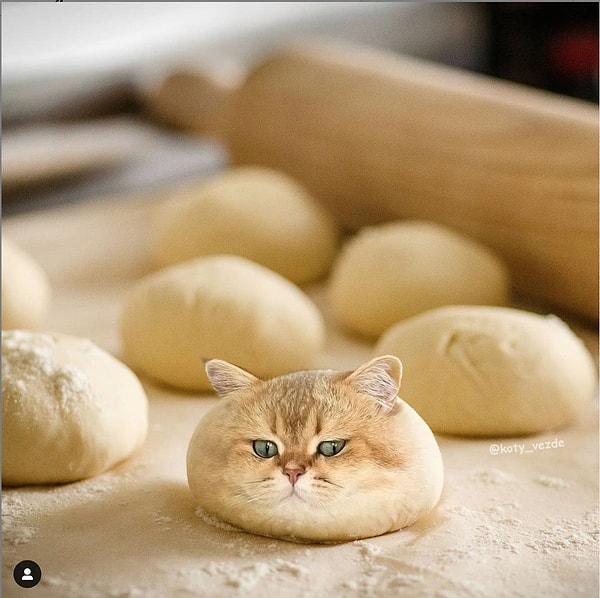 15. Бонус: котобулка!