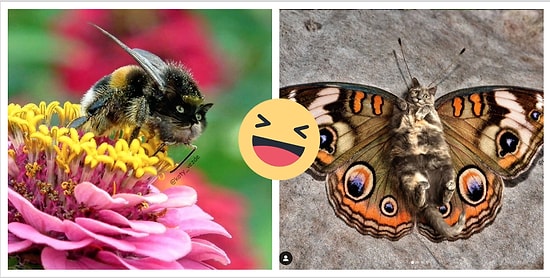 "Коты везде!": Фотограф из Москвы прифотошопила кошачью морду разным животным, и им невероятно идет! (15 фото)