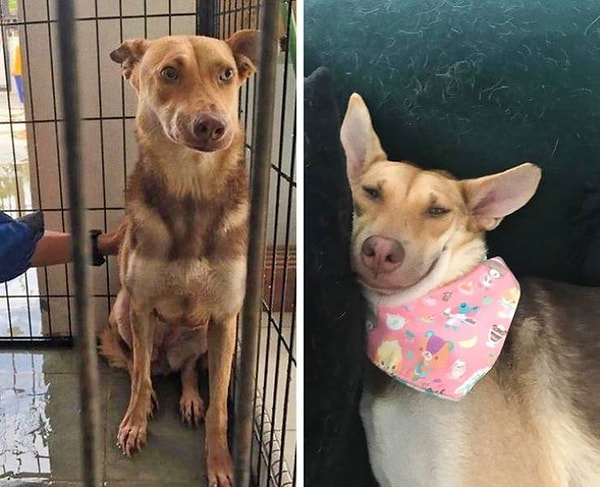 8. "Сиукси в приюте и 4 месяца спустя, дома, в любимой позе для сна на любимом мягком диване".