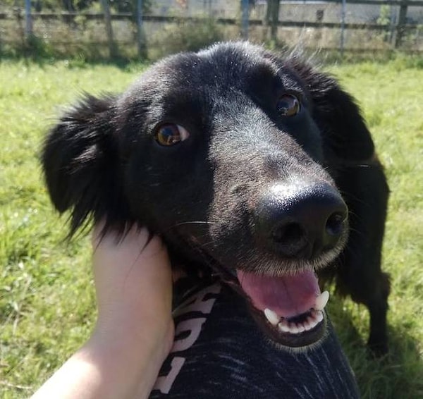 10. "Я работаю в центре по спасению собак, и сегодня впервые эта колли подошла ко мне и позволила себя погладить".