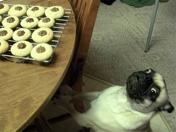 10. Дай печенюгу, хозяин, очень надо, некогда объяснять.