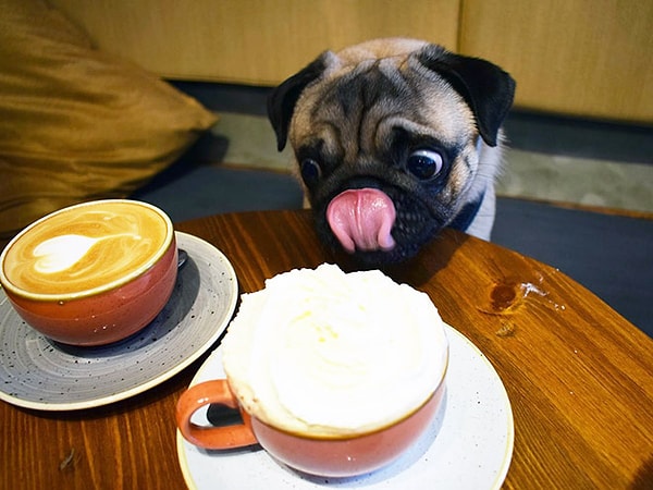 12. Ммм, какой ароматный кофеек!