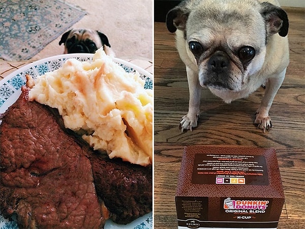 21. Ну покормишь ты меня уже наконец, жестокий Человек?