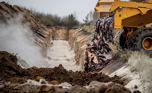 Danimarka'dan Tartışmalı Bir Karar Daha: Vizonları İtlaf Etmişlerdi, Şimdi de Mezardan Çıkarıp Yakacaklar