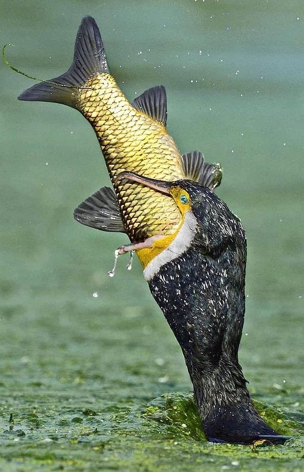 4. Balığı bütünüyle yutan bu kuş: