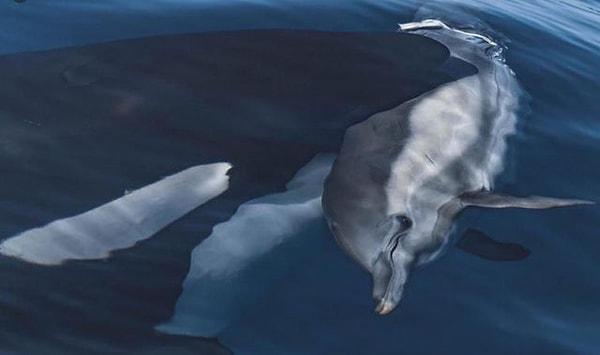6. Ağzında bir yunus olan katil balina: