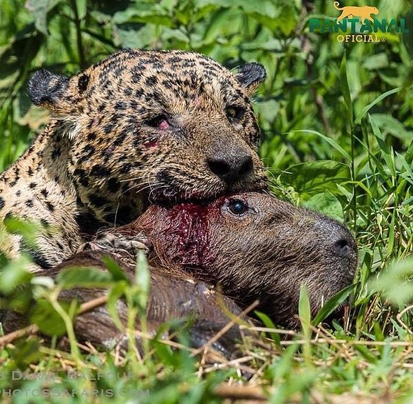 14. Kapibara yiyen bir jaguar: