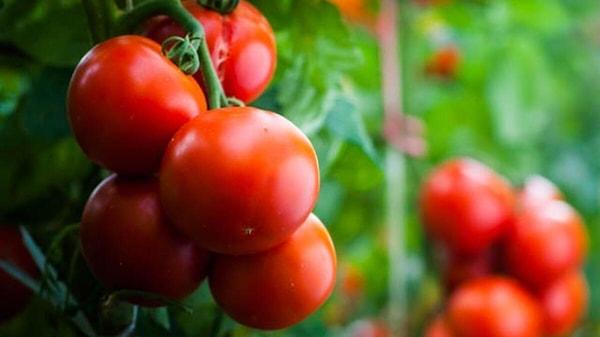 6. Evde domates ve salatalık yetiştirmek düşündüğünden daha kolay!