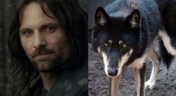 Aragorn'un karakterine uygun bir cins seçebiliriz.