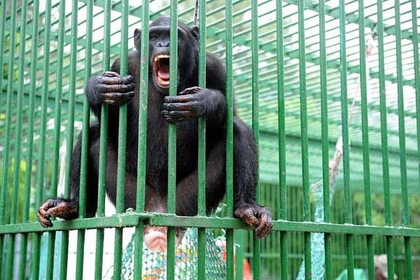 8. Eğer şempanzelerin bilinçleri varsa, eğer onlar soyutlamalar yapabiliyorlarsa, bugüne kadar insan hakları olarak tanımlanmış şeylere de sahip olamazlar mı?