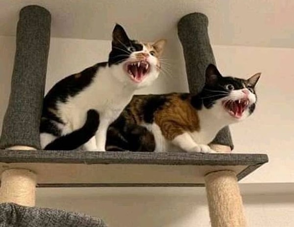 3. "Мои котам не очень-то нравится, когда я начинаю пылесосить".