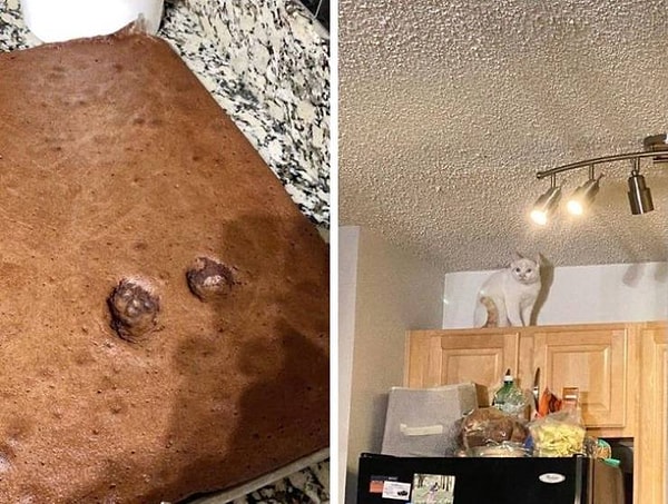 4. "Я должен был проверить, достаточно ли мягок испеченный тобой пирог, Человек".