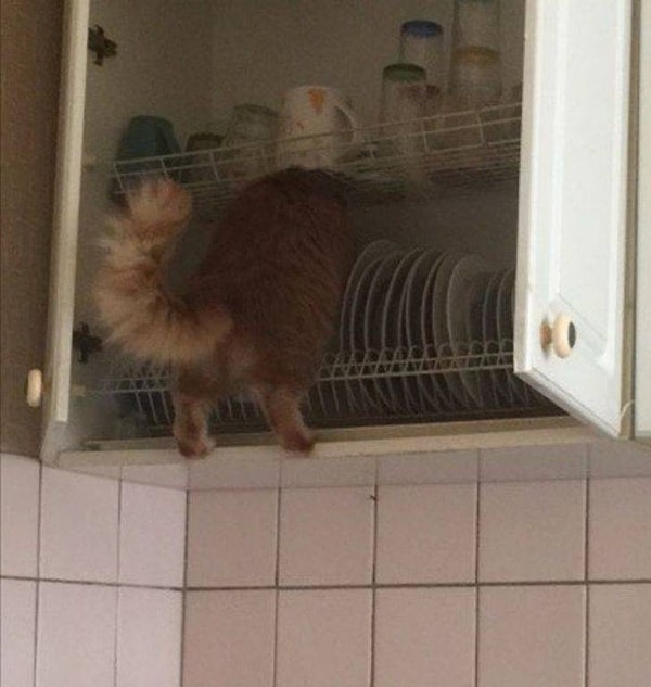 7. "Однажды утром я стал свидетелем вот такой сцены..."