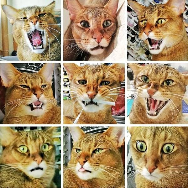 8. "9 котов в одном".