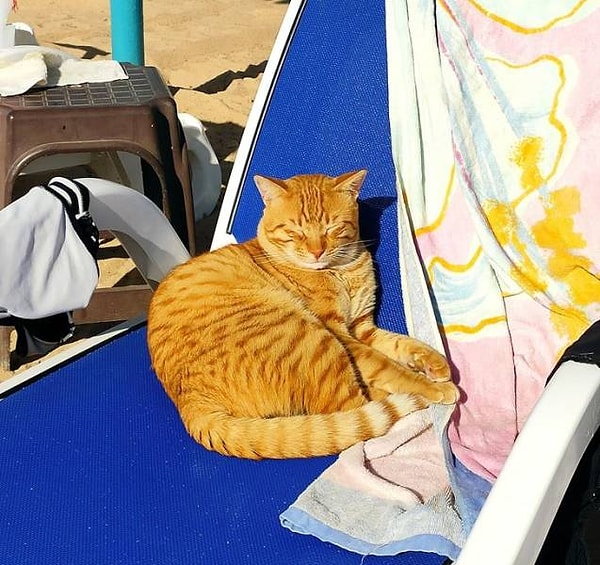 13. "Кто раньше всех встал, то занял лучший лежак на пляже".