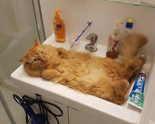 15. "Почистишь зубы на кухне, Человек".