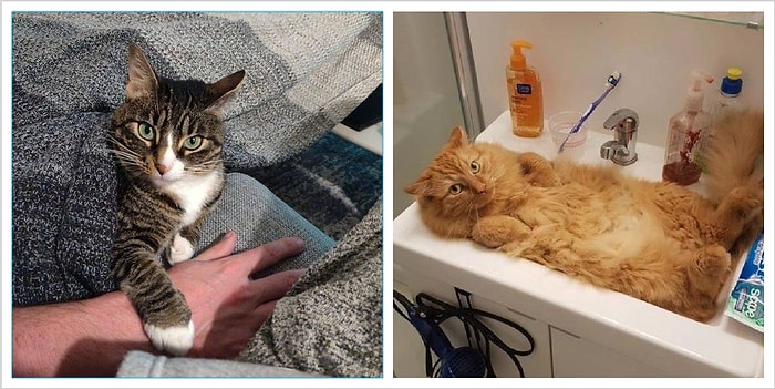 18 нахальных котеек, которые захватили власть в доме своих хозяев (то есть своих человеческих слуг)