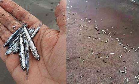 Patara Plajı'nda Yavru Balıklar, Kıyıya Vurdu: 'Nedeni Araştırılmalı'