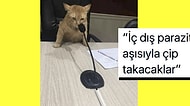 İlginç Kedi Fotoğraflarını İnsan Gibi Dillendirerek Bizi Dev Güldüren 15 Kişi